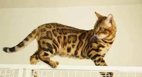 豹猫怎么看品相好坏