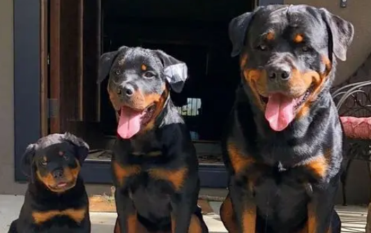 依法养犬,文明养犬,从你我做起! 依法养犬,文明养犬,从你我做起!