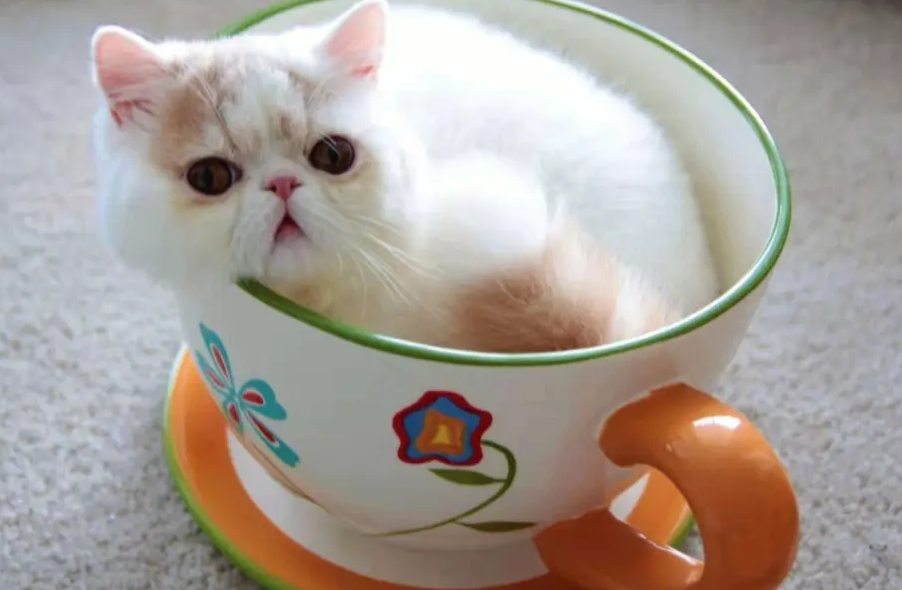 茶杯猫饮食注意什么?茶杯猫饮食注意事项 茶杯猫饮食注意什么?茶杯猫饮食注意事项