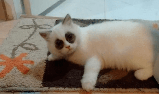 朋友说养了只“熊猫”，大家都不相信，看完照片后：没少熬夜吧？