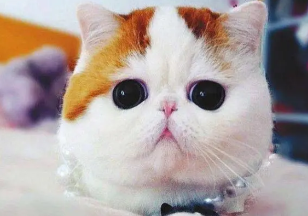 那些成为表情包的猫咪原本叫什么名字?惊讶猫霸气,不爽猫有内涵 那些成为表情包的猫咪原本叫什么名字?惊讶猫霸气,不爽猫有内涵