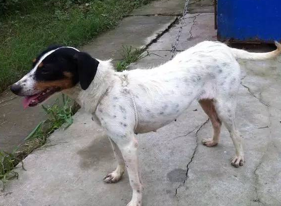 什么？太仓猎犬竟然不是起源于太仓？