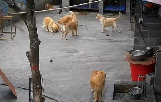 十几只金毛大混战，干饭狗叼着盆扑棱过去：咋的了咋的了？开饭了