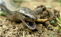 帝王蛇蜥是几级保护