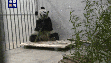 顺利回家!大熊猫“美香”一家正在适应新环境新生活 顺利回家!大熊猫“美香”一家正在适应新环境新生活