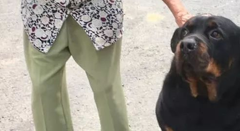 没见过这么会讨人欢心的罗威纳，真是给猛犬丢脸了！