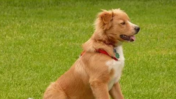 【关于犬种】寻回犬之——新斯科舍猎鸭寻猎犬