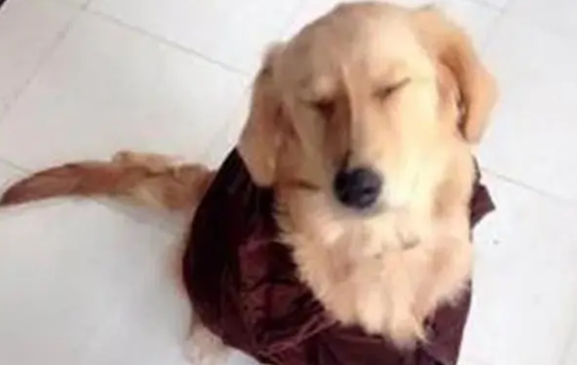 金毛犬误吞水果刀，幸亏被铲屎官及时发现，要不然狗命就丢了？