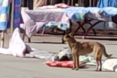 大学生晒被子被风吹到了地上,狗狗们在上面快乐打滚,心疼一秒钟 大学生晒被子被风吹到了地上,狗狗们在上面快乐打滚,心疼一秒钟