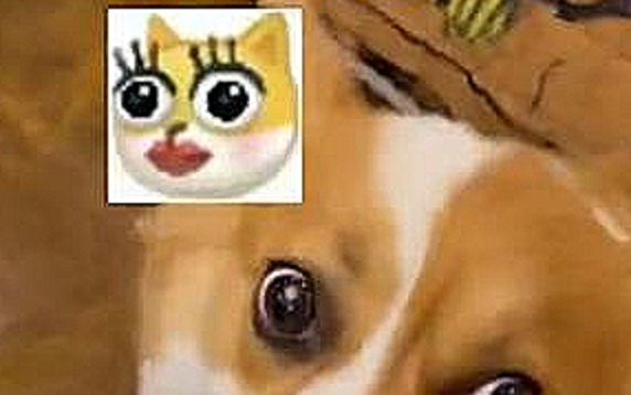 辽宁沈阳：主人发现家里的两只柯基正在互相呲牙准备干架
