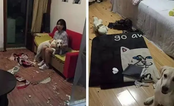 每个月一半工资花在狗身上，富养宠物值不值？网友吵翻