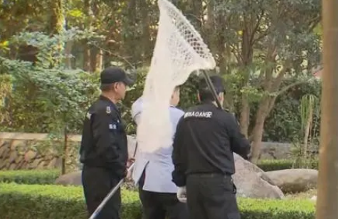 5只狗撕咬猫咪致死！小区居民忧心忡忡：太可怕，怎么办？