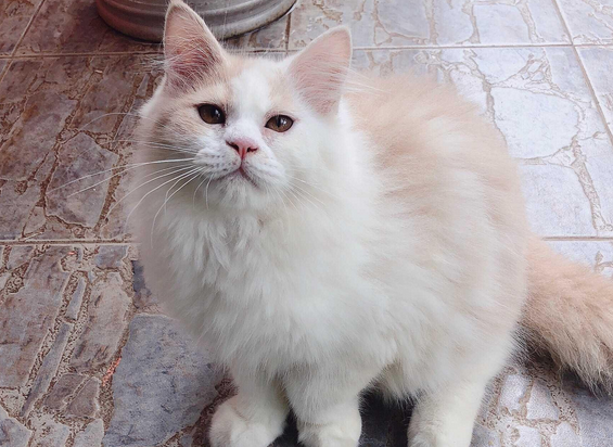 高地猫和长毛猫的区别