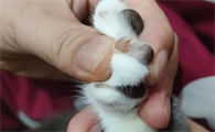 指甲猫是活的吗