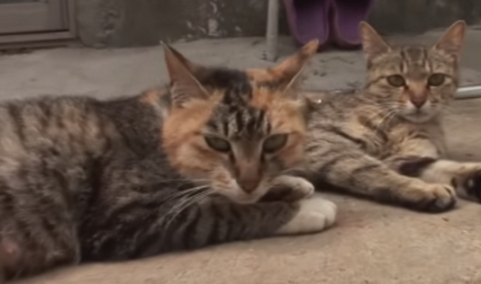 爱偷吃章鱼的猫,栓条狗站岗都没用,猫用智商直接压制 爱偷吃章鱼的猫,栓条狗站岗都没用,猫用智商直接压制