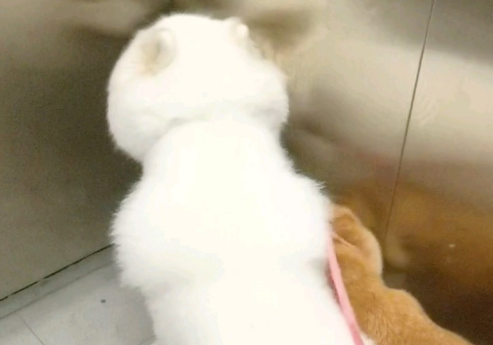 小狗失明后，我为它养了只导盲犬