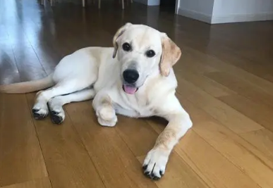 十大聪明犬排名拉布拉多缺点