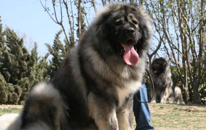 高加索犬能长多大 最小也是在65厘米以上 高加索犬能长多大 最小也是在65厘米以上