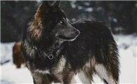 犬界“男神”第二弹——蓝湾牧羊犬