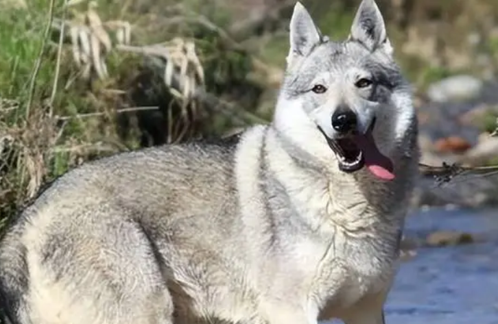 捷克狼犬价格多少钱一条图片 捷克狼犬价格多少钱一条图片