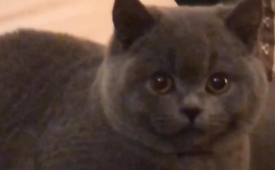 一只喜欢跟主人躲猫猫的小猫咪,它的躲藏方式非常搞笑 一只喜欢跟主人躲猫猫的小猫咪,它的躲藏方式非常搞笑