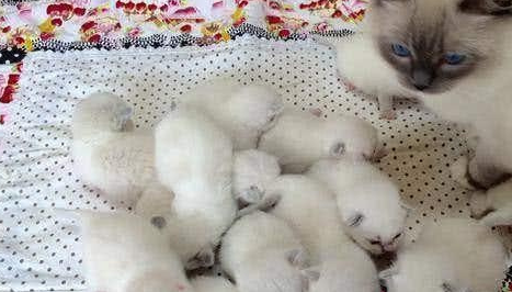 猫怀孕后,她生了16只小猫,当她绝望地哺乳时,网友:最好有计划生育 猫怀孕后,她生了16只小猫,当她绝望地哺乳时,网友:最好有计划生育