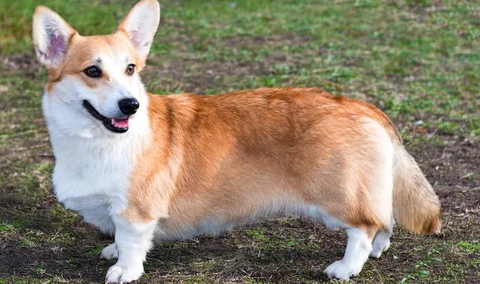 传说中的精灵坐骑——威尔士柯基犬