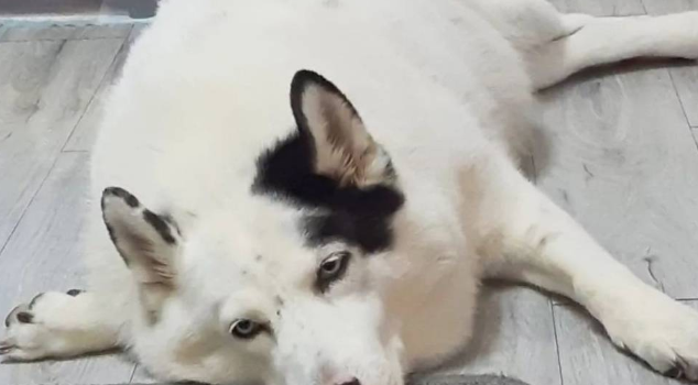 蠢狗子总是莫名其妙的发呆,似乎是沉浸在自己世界里,大脑宕机了 蠢狗子总是莫名其妙的发呆,似乎是沉浸在自己世界里,大脑宕机了