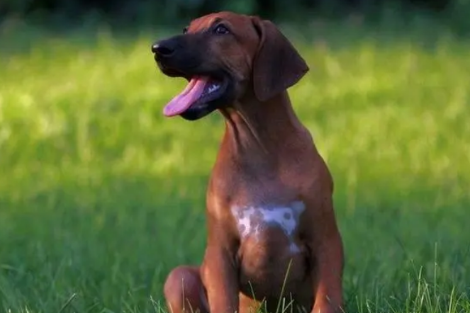 罗得西亚脊背犬：AKC认证下的优秀品种！