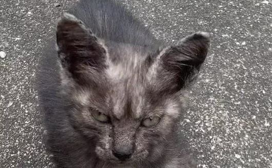 “同样一只猫，在流浪街头时，与被收养后表现的判若两猫”