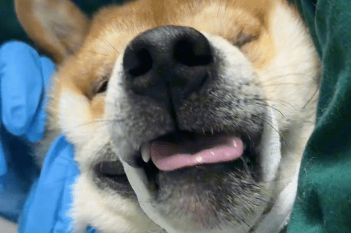 柴犬半夜过敏肿成猪头,去医院比主人都着急,小短腿快抡出火星子了哈哈! 柴犬半夜过敏肿成猪头,去医院比主人都着急,小短腿快抡出火星子了哈哈!