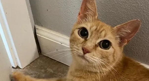 家猫怀孕肚子大得离谱,只因铲屎官这一错误,让猫咪母子陷入危机 家猫怀孕肚子大得离谱,只因铲屎官这一错误,让猫咪母子陷入危机