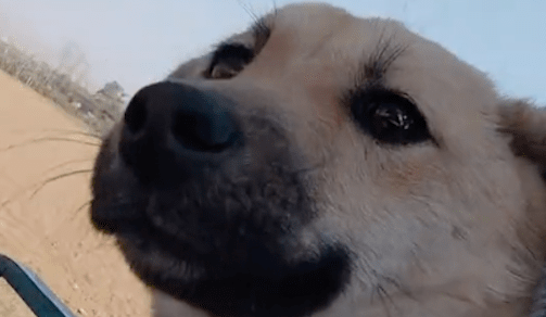 狗狗生病了，偷偷离开家准备默默死去！狗：不能让主人因我而伤心