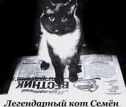 暹罗猫步行六年2000多公里回家！谁说猫都是白眼狼？