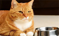 主人不在家猫为什么不吃东西