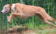 跑最快的格雷伊猎犬 只是用过就丢的工具狗