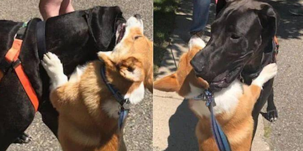 柯基散步时喜欢拥抱遇到的狗狗，遇到大丹犬还会努力垫脚...
