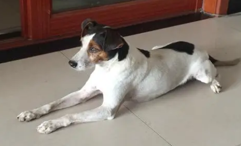 太仓幼犬怎么训练？