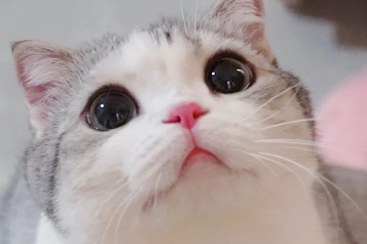 泡芙是哪种猫