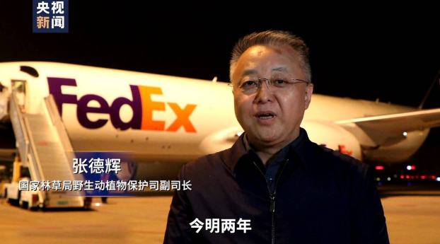 顺利回家!大熊猫“美香”一家正在适应新环境新生活 顺利回家!大熊猫“美香”一家正在适应新环境新生活