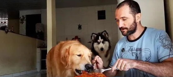 主人端出一盘烤鸡测试哈士奇和黄金猎犬的忍耐力,结局亮了! 主人端出一盘烤鸡测试哈士奇和黄金猎犬的忍耐力,结局亮了!