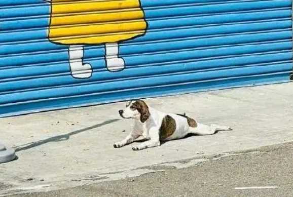 路边偶遇一只狗,以为是走失的,直到看见它身后门上的画像……