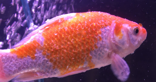 鱼身上有白色絮状物怎么治疗
