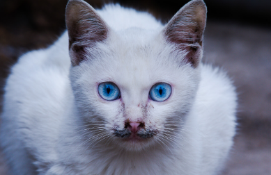 蓝眼白猫是士猫吗