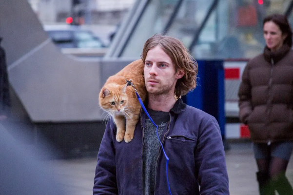 养猫以后,人的变化你想象不到 养猫以后,人的变化你想象不到