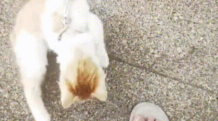 宠物猫被主人拴在楼道里，逢人就不停作揖，哀求好心人带它回家