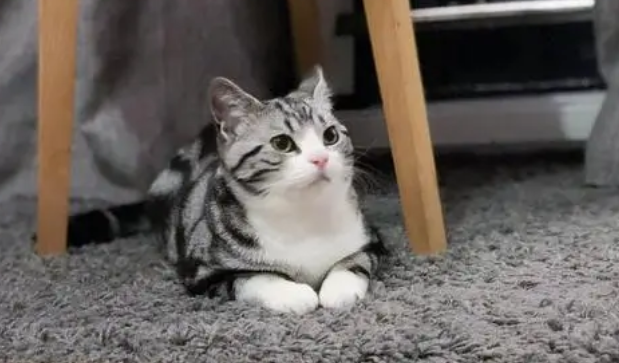 起司猫多少钱一只