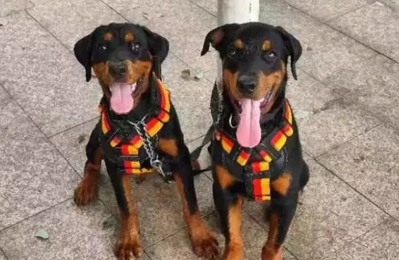 警犬“兄妹”养成记：3个月，我们这样成长为一对优秀警犬……