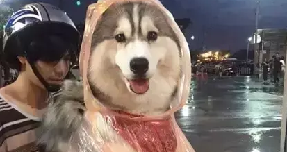 下雨天偶遇了一只穿雨衣的汪星人……