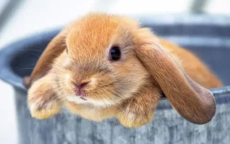 兔子胀气几天可以康复 兔子胀气几天可以康复